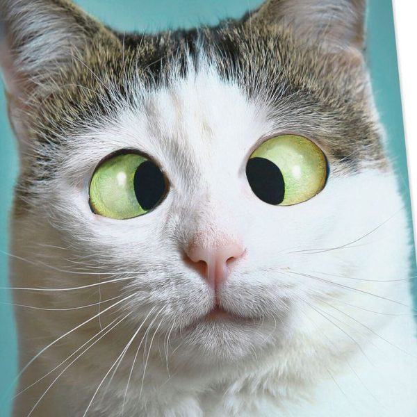 avatar mắt mèo