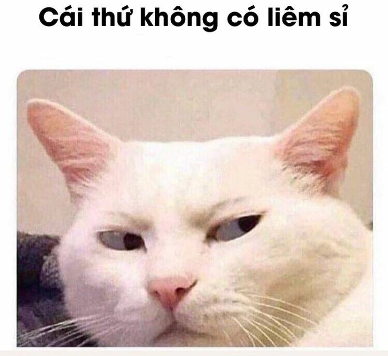 meme mèo đáng sợ