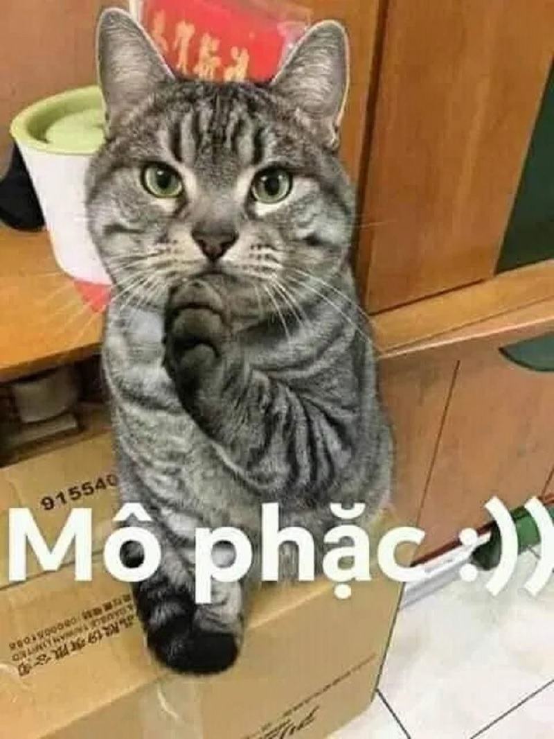 hình ảnh con mèo - meme mèo điên