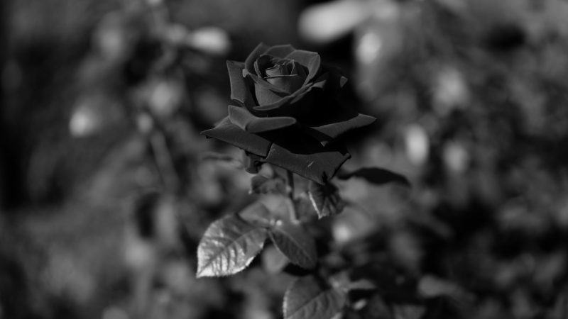 Tổng hợp hình ảnh hoa hồng đen đẹp nhất