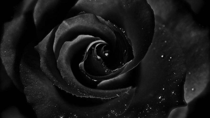 Hình ảnh avatar đám tang hoa màu đen