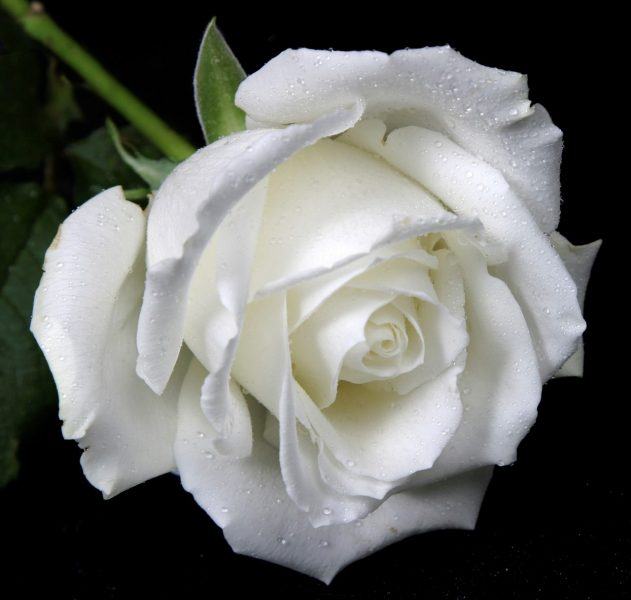 Tổng hợp hình ảnh hoa hồng trắng đẹp nhất