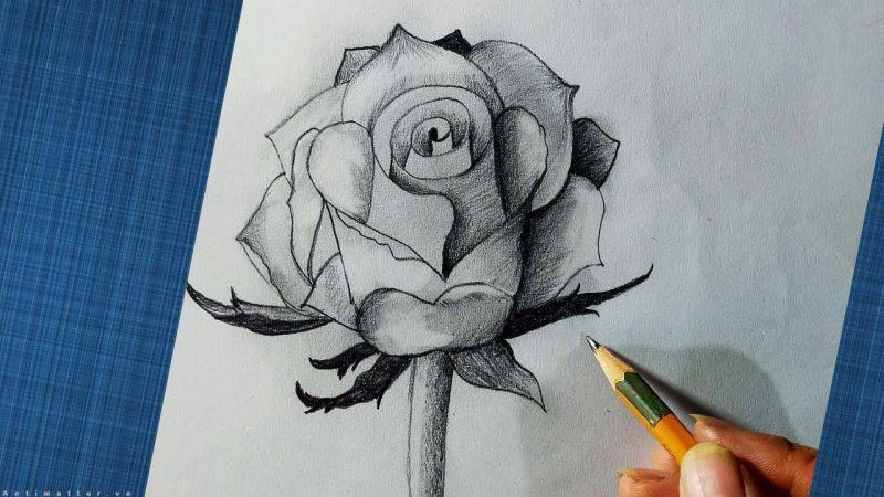 Vẽ hoa bằng bút chì đơn giản mà đẹp