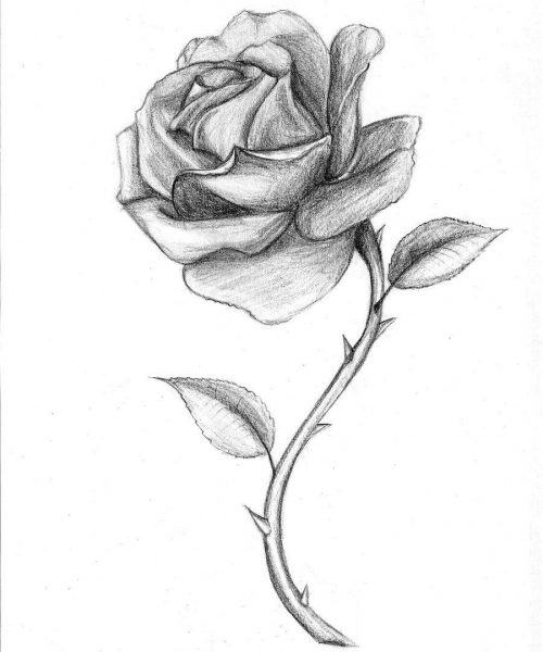 Vẽ một bông hồng bút chì và nhiều gai