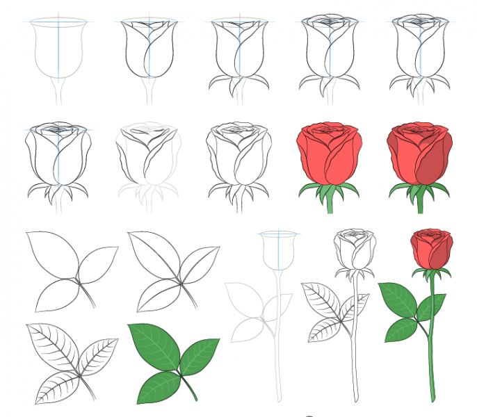 Cách vẽ hoa và lá