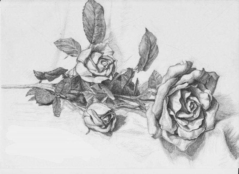 Vẽ hoa bằng bút chì ngang