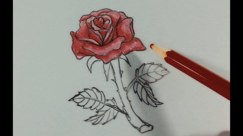 Tôi bắt đầu vẽ bằng bút đỏ.