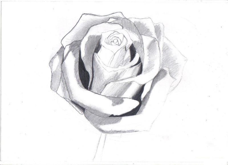 Vẽ hoa hồng bằng bút chì