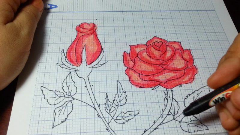 Vẽ hoa trên giấy