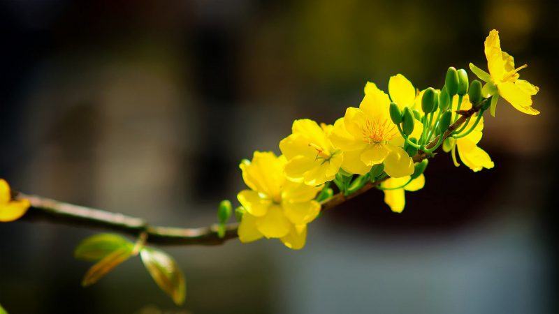 Tải hình nền hoa mai vàng chúc bạn bình an