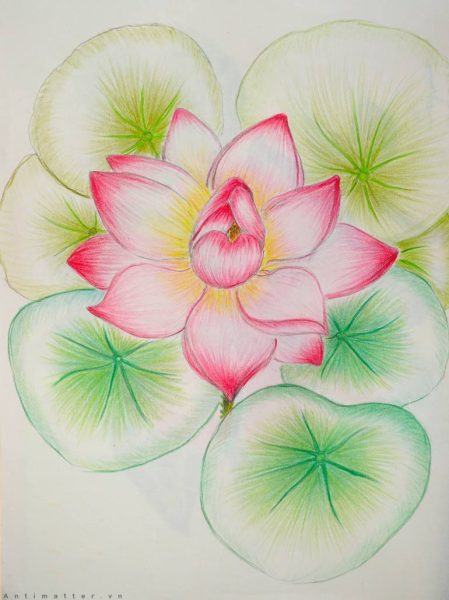 Bài vẽ hoa sen bằng bút chì 3D đẹp lớp 7