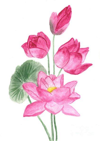 Hình Vẽ Hoa Sen – Cách Vẽ Hoa Sen Đẹp, Dễ Như Ăn Kẹo -  Truongcap2-3Vothisau.Edu.Vn