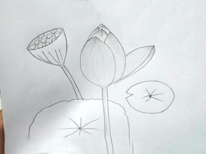 Cách vẽ hoa sen bằng bút chì