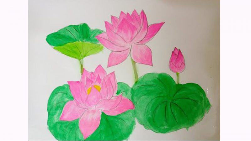 Vẽ hoa sen và lá