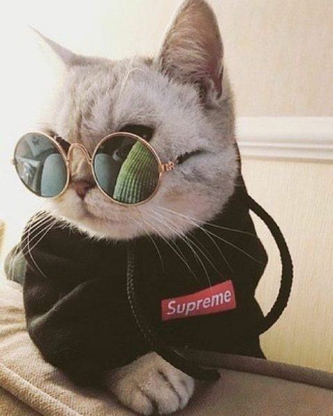 Một con mèo mát mẻ đeo kính