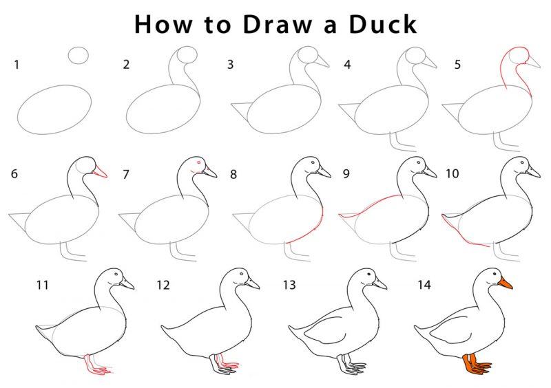Làm thế nào để vẽ một con vịt