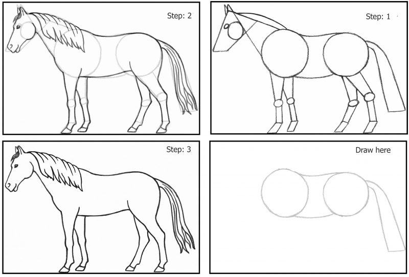 Làm thế nào để vẽ động vật trong tất cả các hình dạng