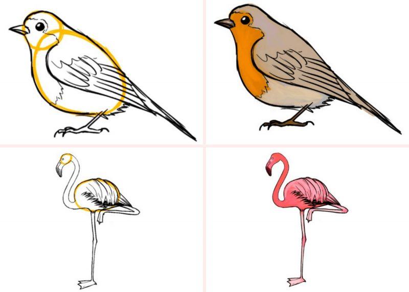 Vẽ động vật từ chim chích và hồng hạc