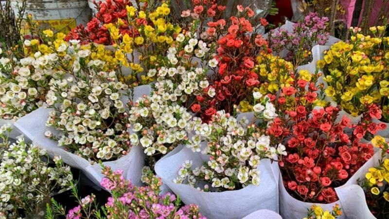 Top ảnh hoa liễu đẹp đón Tết