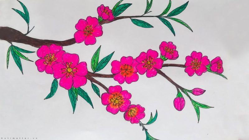 Vẽ hoa đào 5 cánh đơn giản