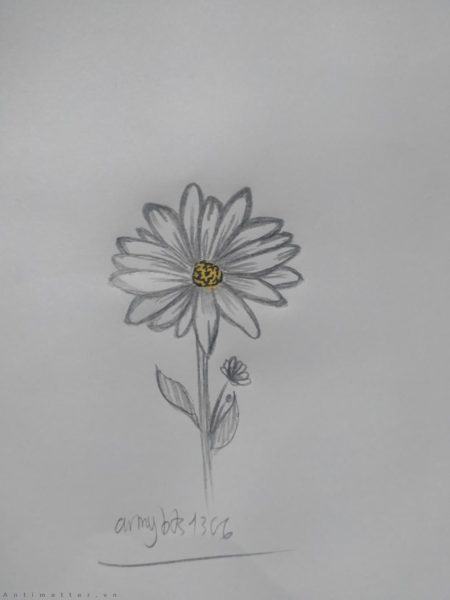 Vẽ hoa đơn giản - hoa cúc nhỏ bằng bút chì