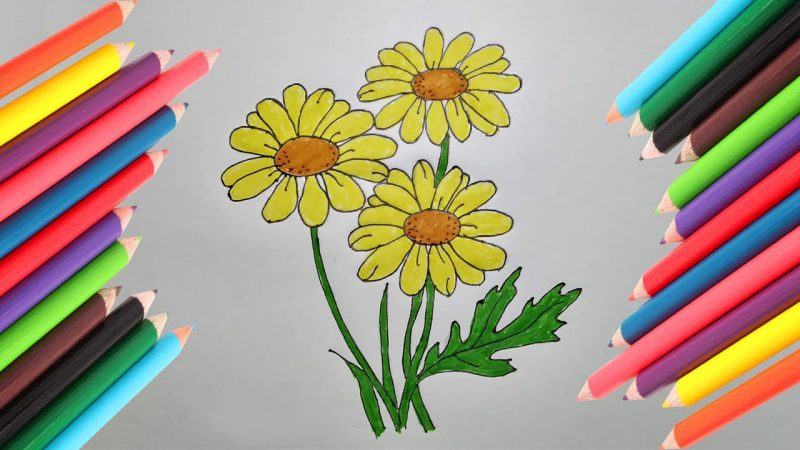 Cách vẽ hoa cúc đơn giản