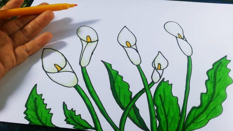 Vẽ hoa hướng dương đơn giản