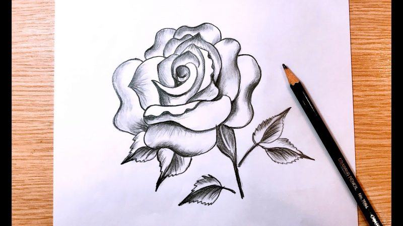 Vẽ hoa bằng bút chì đơn giản