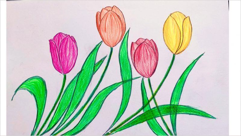 Vẽ hoa lá đơn giản bằng bút màu