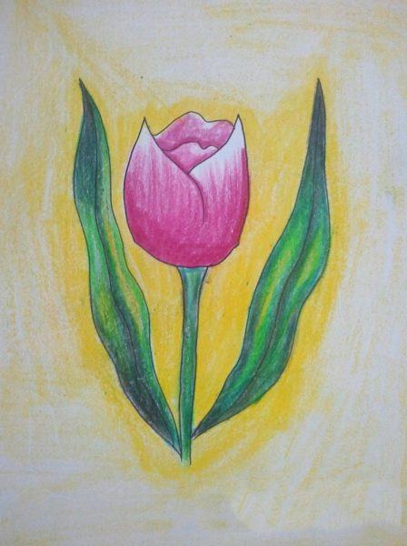 Vẽ hoa tulip