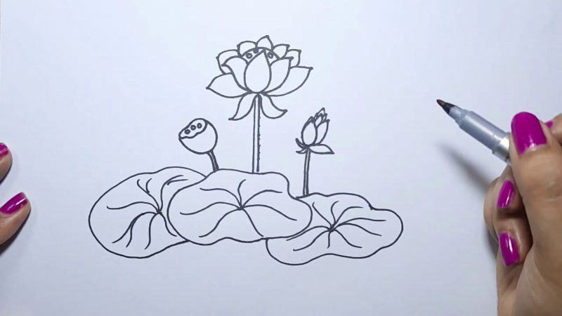 Vẽ hoa sen đơn giản bằng bút chì
