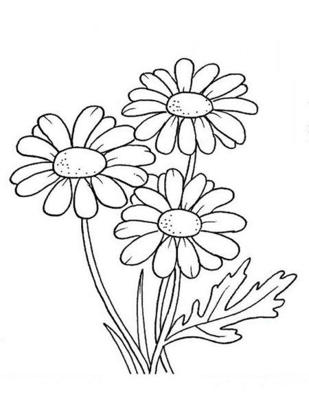 Cách vẽ hoa cúc đơn giản cho học sinh