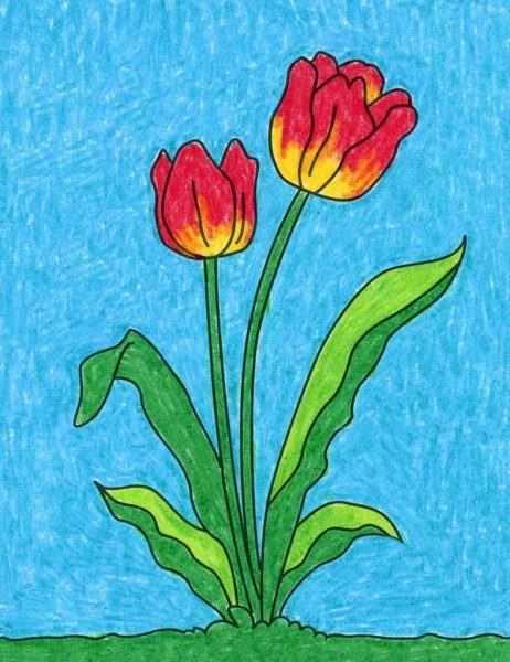 Vẽ hoa tulip đơn giản