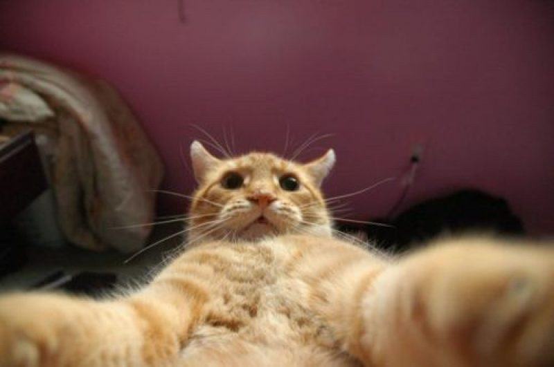 Hình ảnh ngớ ngẩn của một meme mèo
