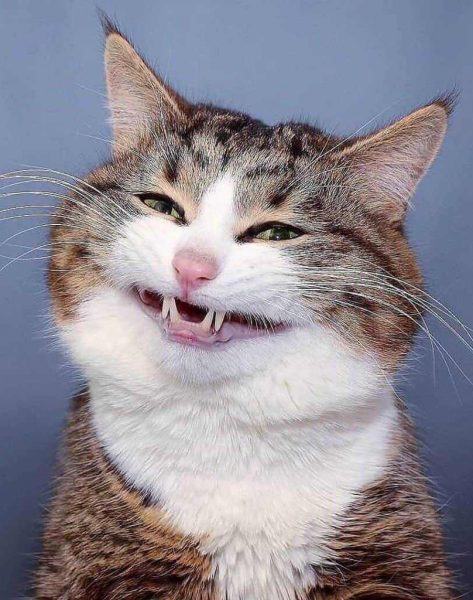 Hình ảnh meme của một con mèo đang cười