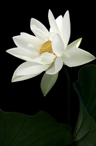 Hình ảnh hoa sen trắng nền đen nhụy vàng
