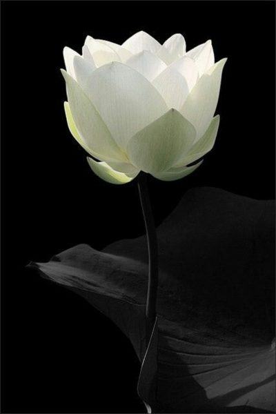 hình ảnh hoa sen trắng trên nền đen hoa vừa nở