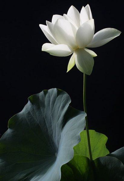 Hình ảnh hoa sen trắng trên nền đen đẹp