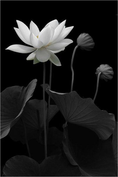 hình ảnh hoa sen trắng trên nền lá sen đen