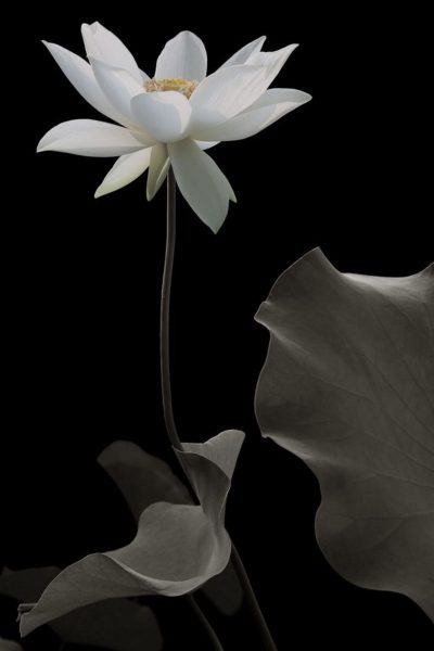 hình ảnh hoa sen trắng trên nền đen phát triển tốt