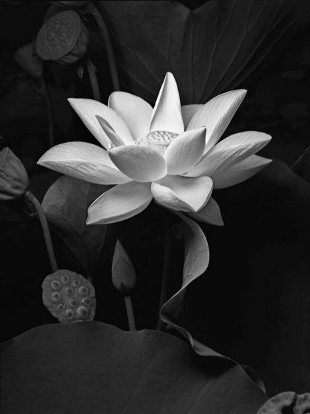 hình ảnh hoa sen trắng đen buồn đẹp