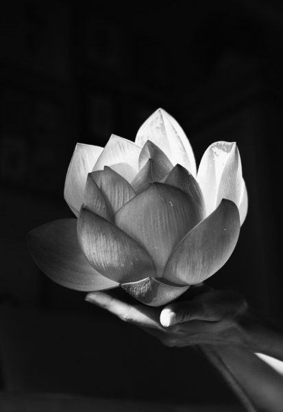 hình ảnh hoa sen trắng trên nền đen với bàn tay yêu thương