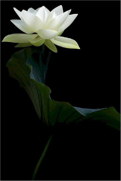 Hoa sen trắng trên nền đen buồn