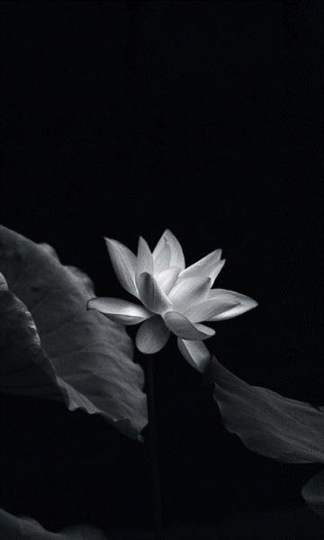 Hình ảnh hoa sen trắng trên nền đen mang ý nghĩa sâu sắc