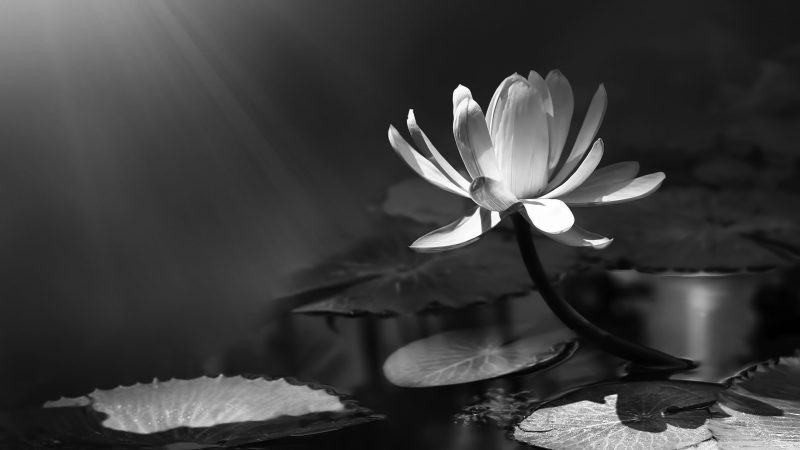 Hình ảnh hoa sen trắng trên nền đen Đức Phật