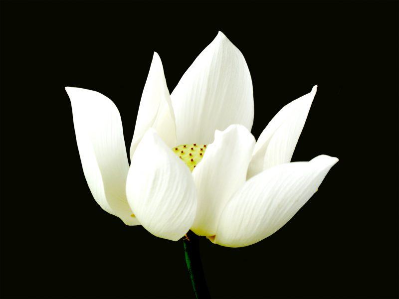 Hình ảnh hoa sen trắng trên nền đen nhụy vàng