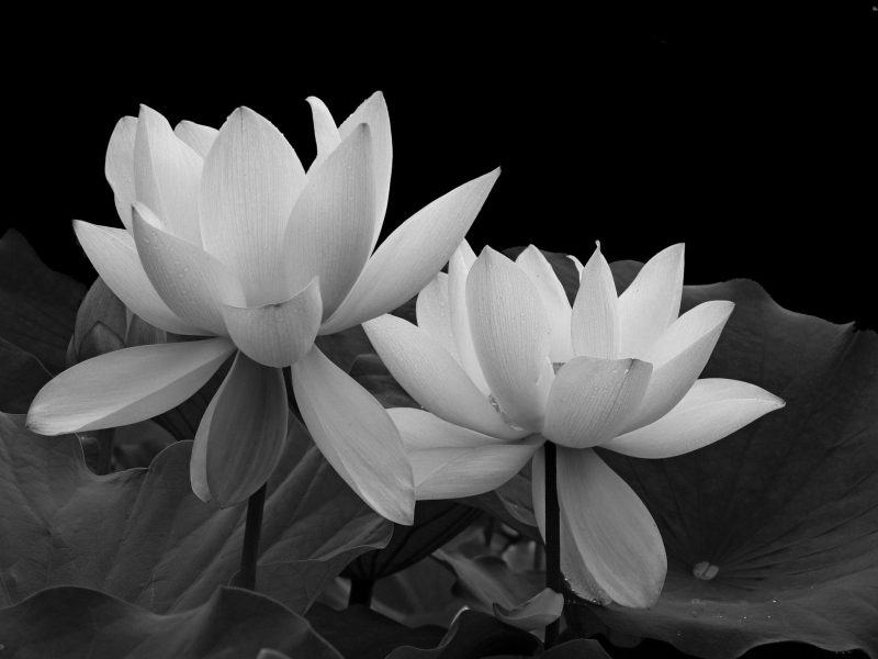 tranh hoa sen trắng nền đen 2 bông hoa đẹp