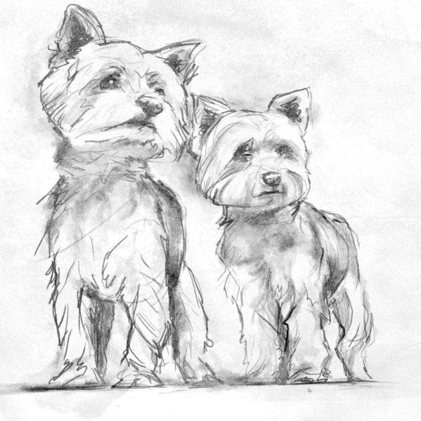 Hình ảnh đen trắng của hai con chó