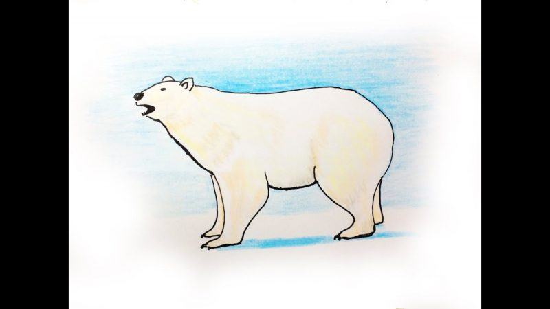 vẽ gấu trắng dễ dàng cho trẻ em