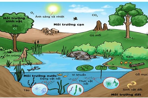 Sinh vật sống là gì? 10 đặc điểm của cơ thể sống